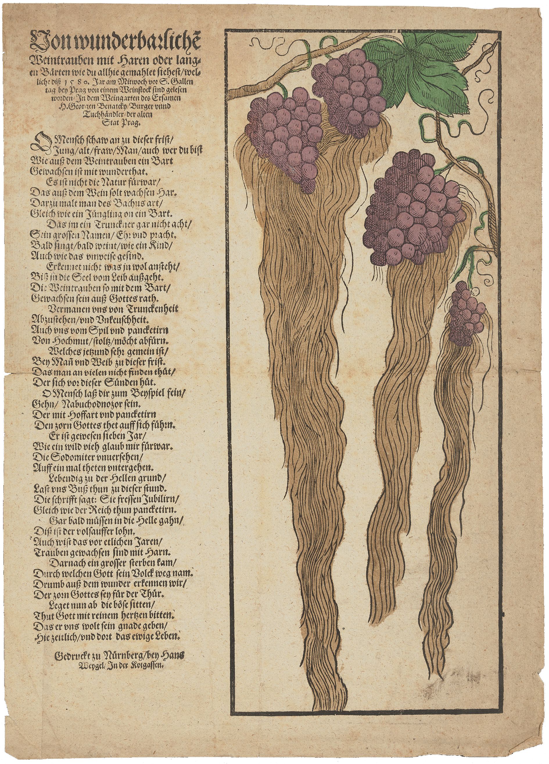 Einblattdruck „Weintrauben mit Bärten“ von 1580. Herzogin Anna Amalia Bibliothek (Signatur: 19 B 10773)