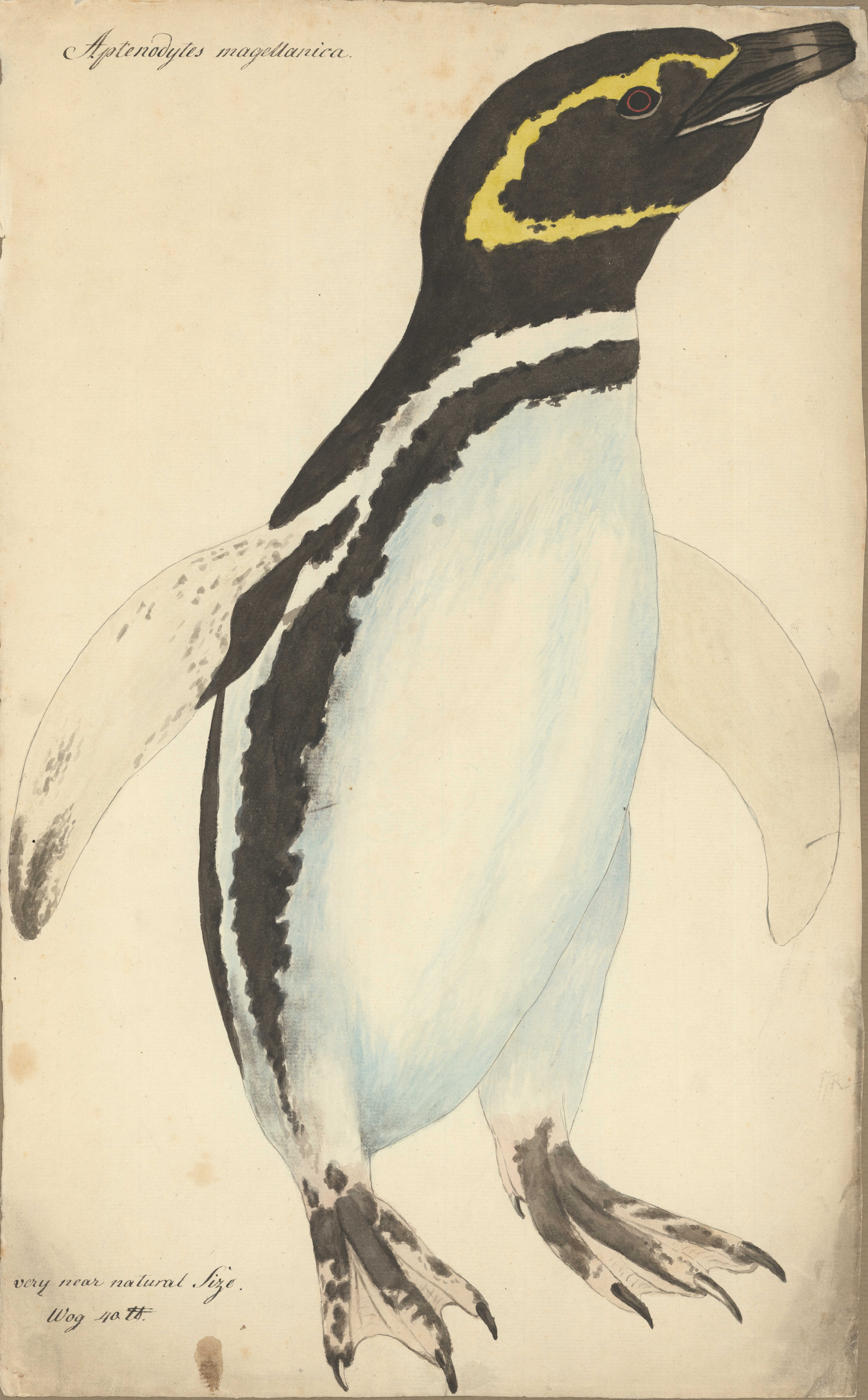 Magellanpinguin, Georg Forster, 1781 © Thüringer Universitäts- und Landesbibliothek  Jena, Signatur: MsProv.f 185