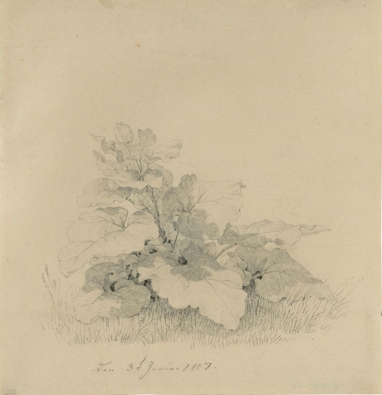 Caspar David Friedrich, Huflattich, 1807
